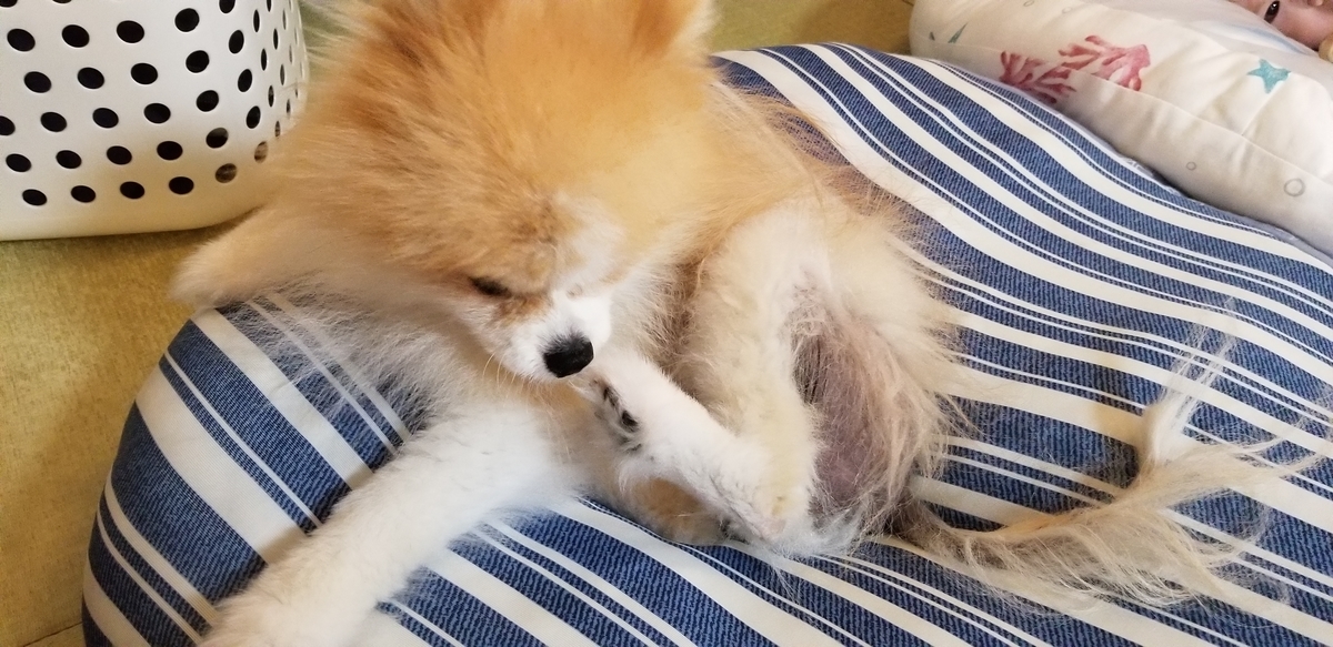 f:id:togetherwithkotaro:20190727213044j:plain f:id:togetherwithkotaro:20190727213044j:plain