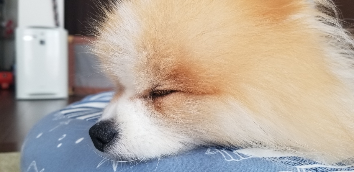 f:id:togetherwithkotaro:20190727213127j:plain f:id:togetherwithkotaro:20190727213127j:plain