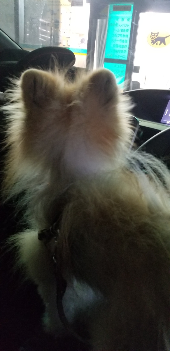 f:id:togetherwithkotaro:20190729232231j:plain