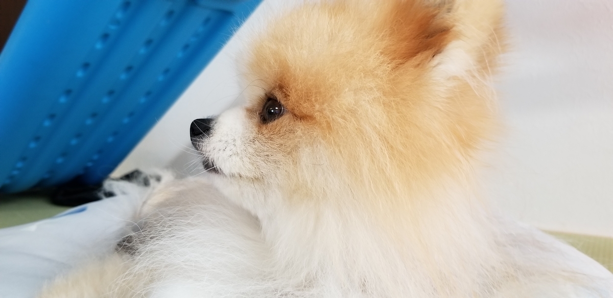 f:id:togetherwithkotaro:20190729232327j:plain