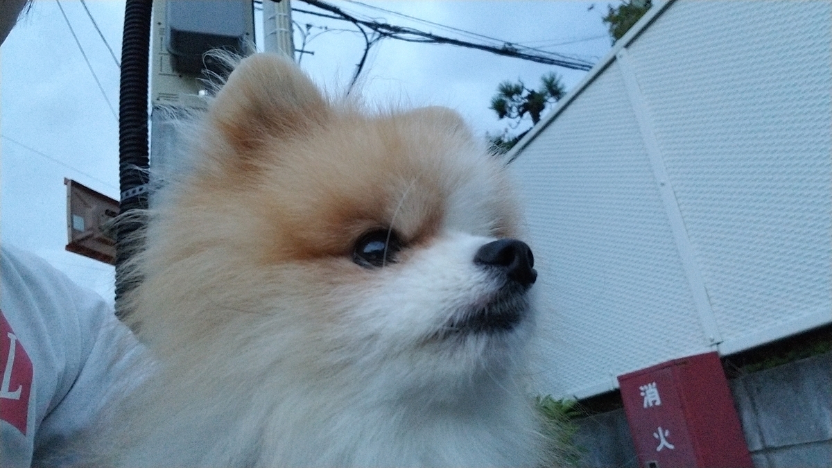 f:id:togetherwithkotaro:20190729232435j:plain