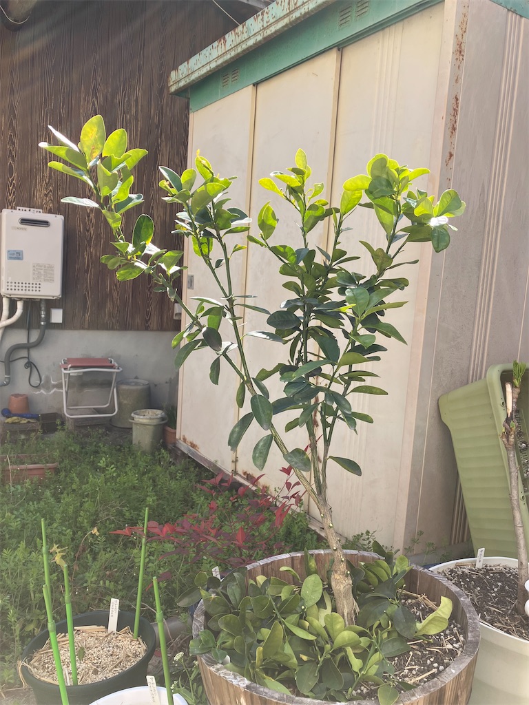 f:id:togimarufriends:20230319235617j:image f:id:togimarufriends:20230319235617j:image