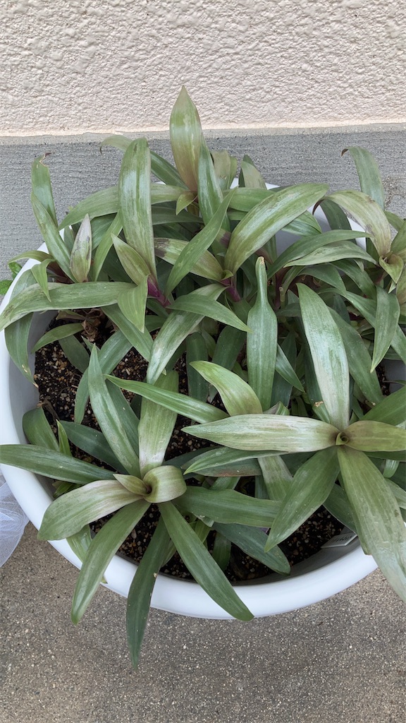 挿し芽でムラサキオモト増やしてみた - のんのんのおうち大自然