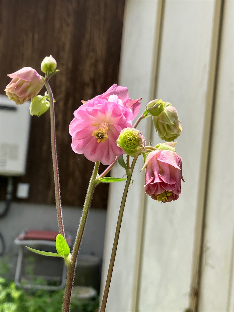 f:id:togimarufriends:20230504215729j:image f:id:togimarufriends:20230504215729j:image