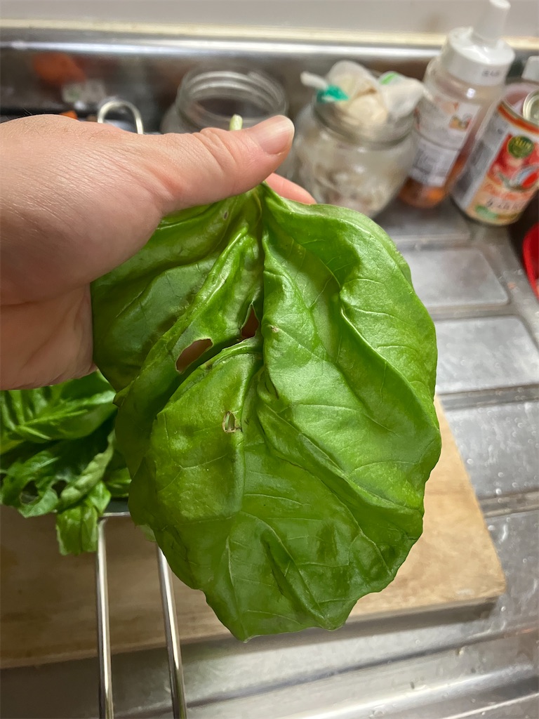 f:id:togimarufriends:20230826030840j:image f:id:togimarufriends:20230826030840j:image