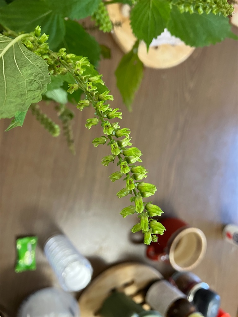 f:id:togimarufriends:20231020014901j:image