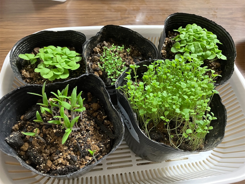 発芽！発芽！発芽ァ！！！ - のんのんのおうち大自然