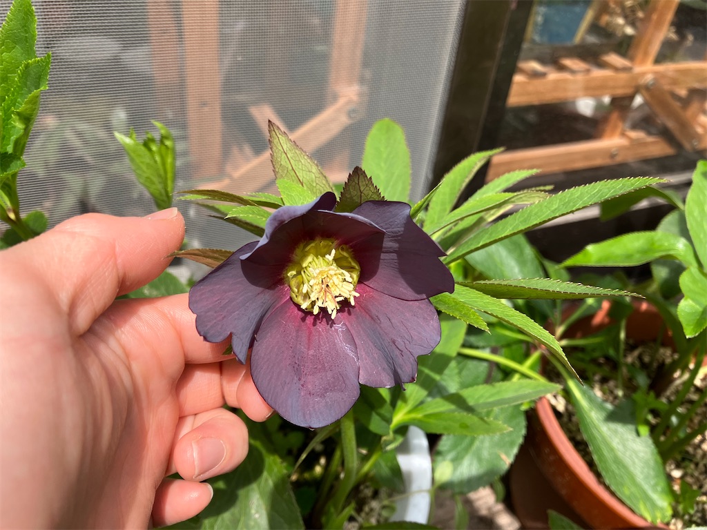 なぜか)毎年恒例、クリスマスローズ植え替えます！ - のんのんのおうち