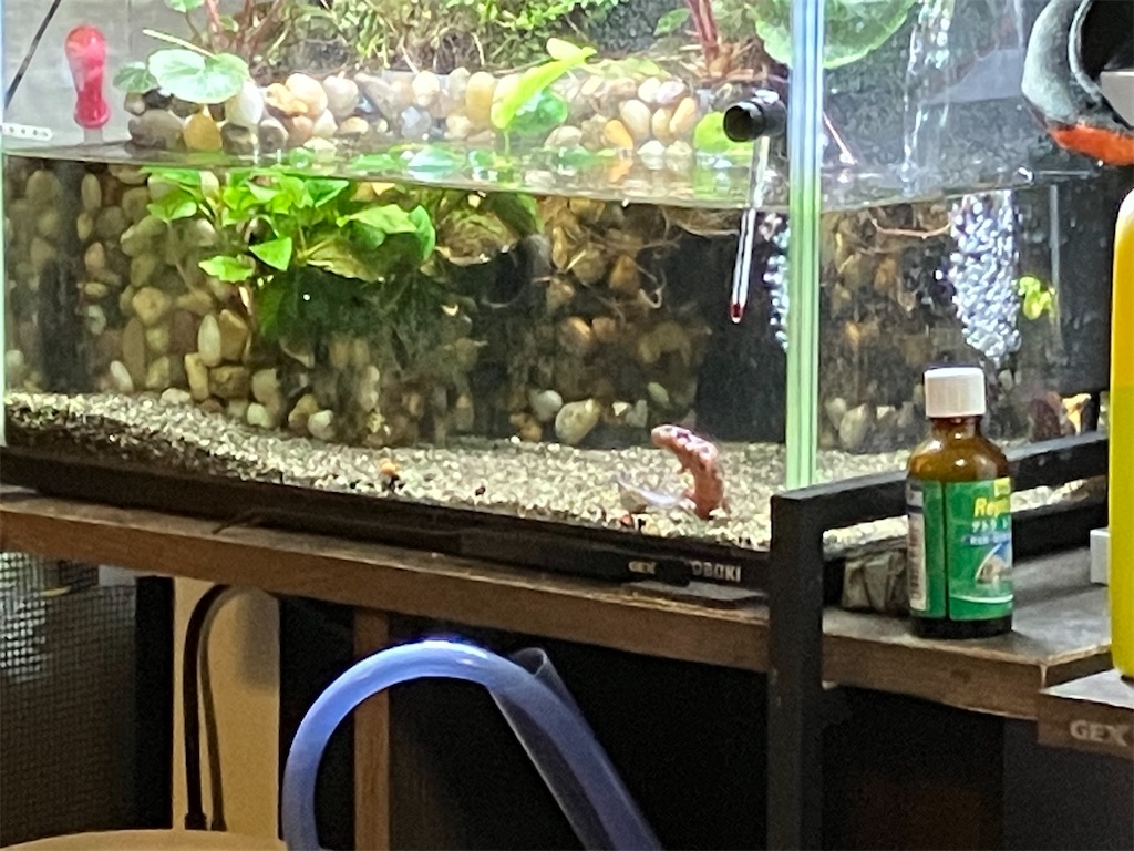 イモリ水槽がジャングルに！開墾します！ - のんのんのおうち大自然