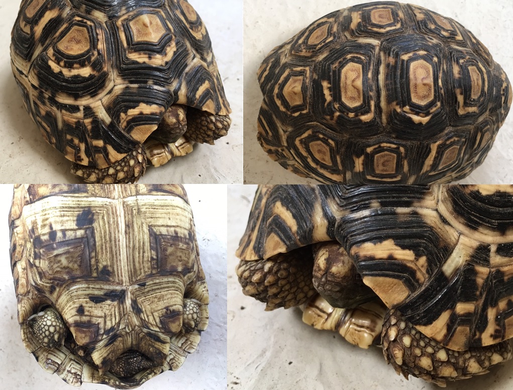 ヒョウモンガメ: 種のプロフィール