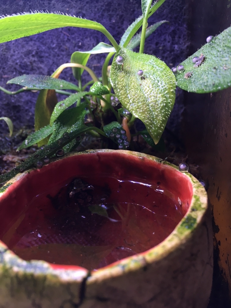 ７ １５ アクアリウムバス出品生体のご紹介 爬虫類 両生類オフ会