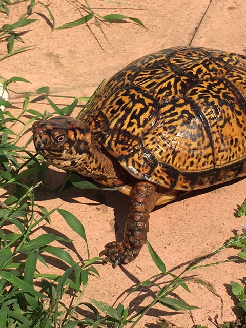 第4弾 トウブハコガメ 4/28エキゾチックレプタイルエキスポ藤沢