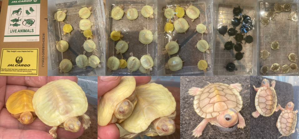 アルビノアカミミガメ販売会 カメカメ日記 ダイヤモンドガメ アルビノアカミミ チズガメ キボシ等々