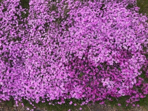 茹だる暑さ掠 、、、。 - ?せっとのおじさん