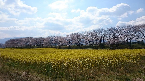 f:id:tohoku--kansai:20190412090044j:plain f:id:tohoku--kansai:20190412090044j:plain
