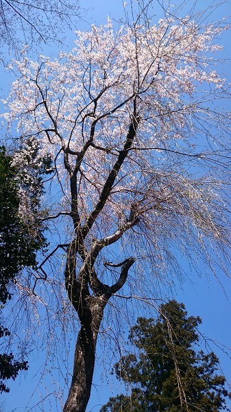 f:id:tohoku--kansai:20190418104033j:plain