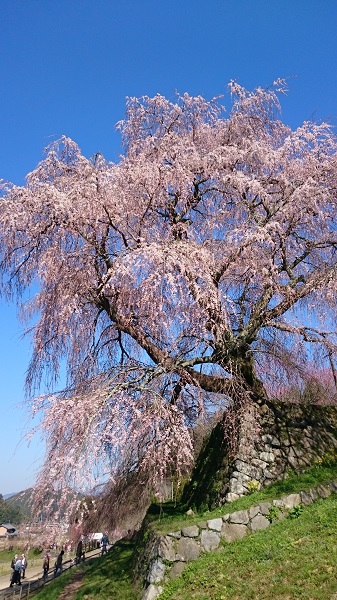 f:id:tohoku--kansai:20190418122111j:plain f:id:tohoku--kansai:20190418122111j:plain