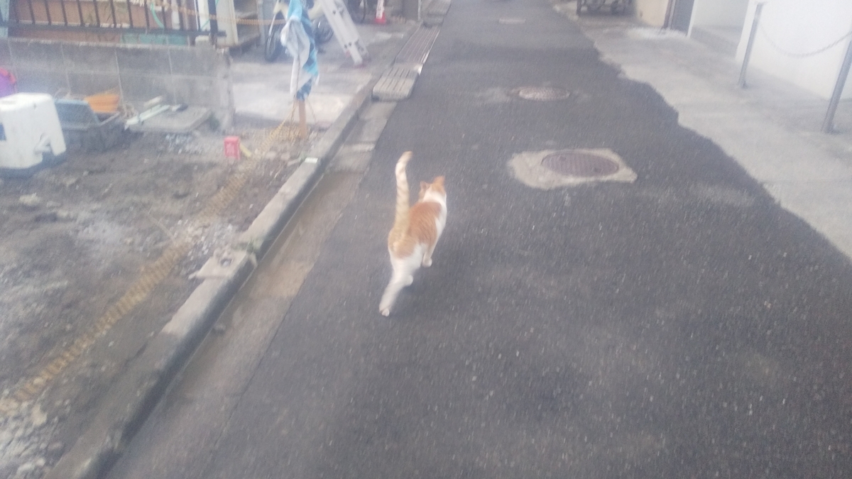 今週の猫だんな 2025/28週 7/7～13 - 通りすがりのものですが
