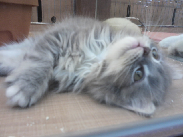 f:id:tohuzarashi:20180918210641j:plain