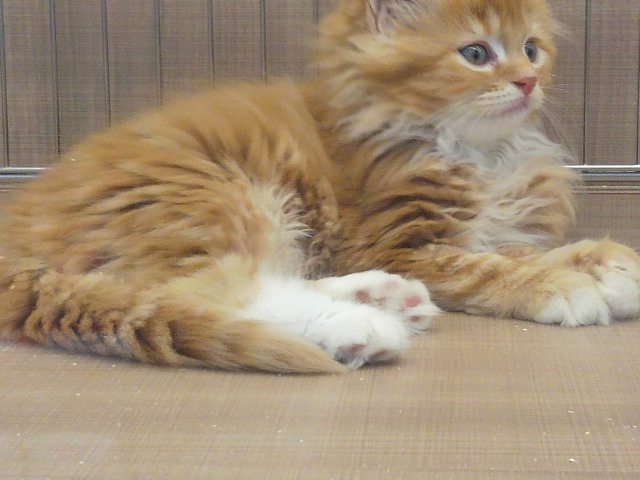 f:id:tohuzarashi:20180918210757j:plain