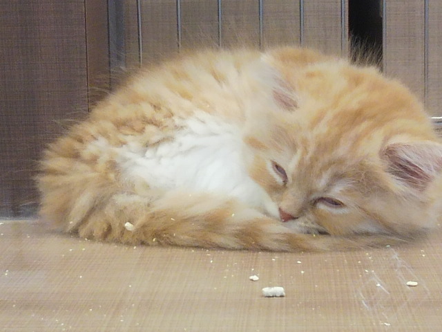 f:id:tohuzarashi:20180918210815j:plain