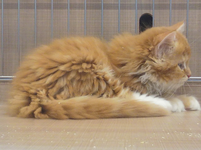 f:id:tohuzarashi:20180918211106j:plain