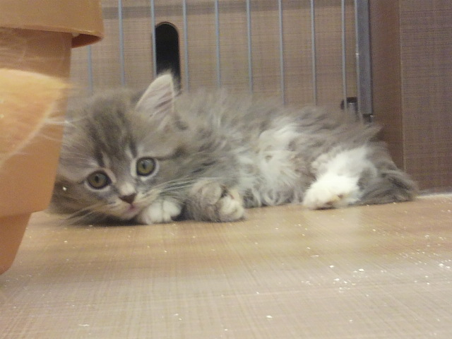 f:id:tohuzarashi:20180918211209j:plain