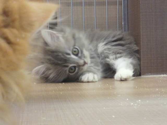 f:id:tohuzarashi:20180918211223j:plain