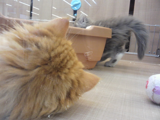 f:id:tohuzarashi:20180918211230j:plain