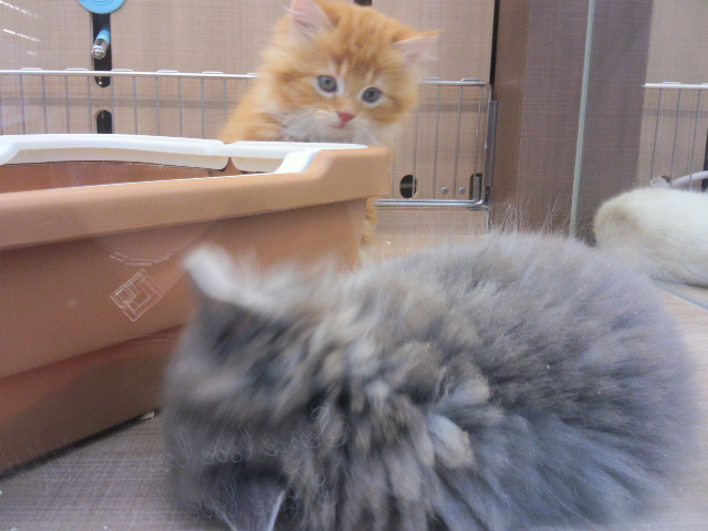 f:id:tohuzarashi:20180918211237j:plain