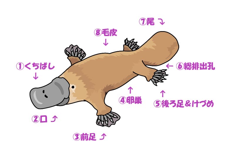 カモノハシの人」が書いた本 - かきがら掌編帖