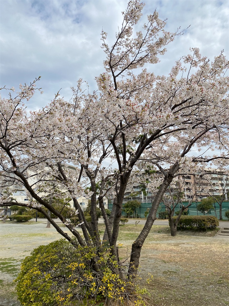 f:id:toironohibi:20210318214801j:image