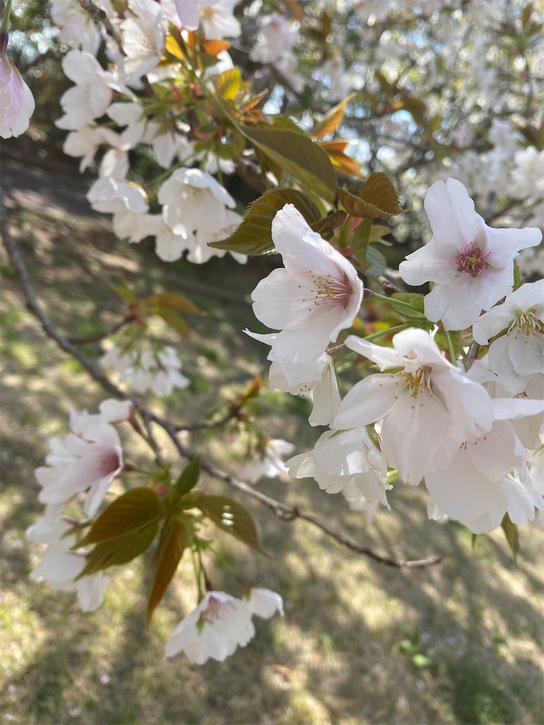 f:id:toironohibi:20210325141545j:image