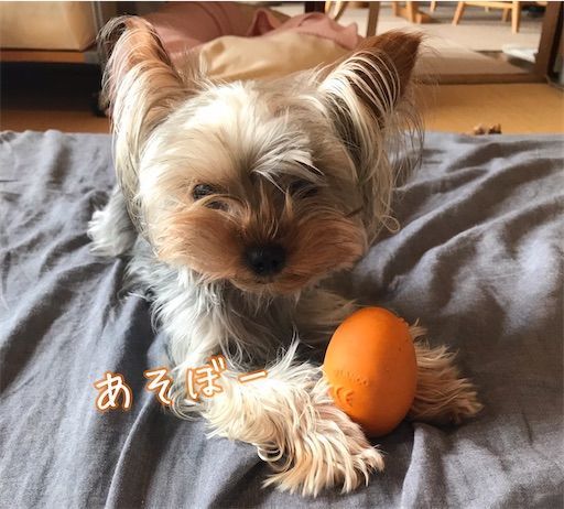 f:id:toitoi7:20210608201839j:image f:id:toitoi7:20210608201839j:image