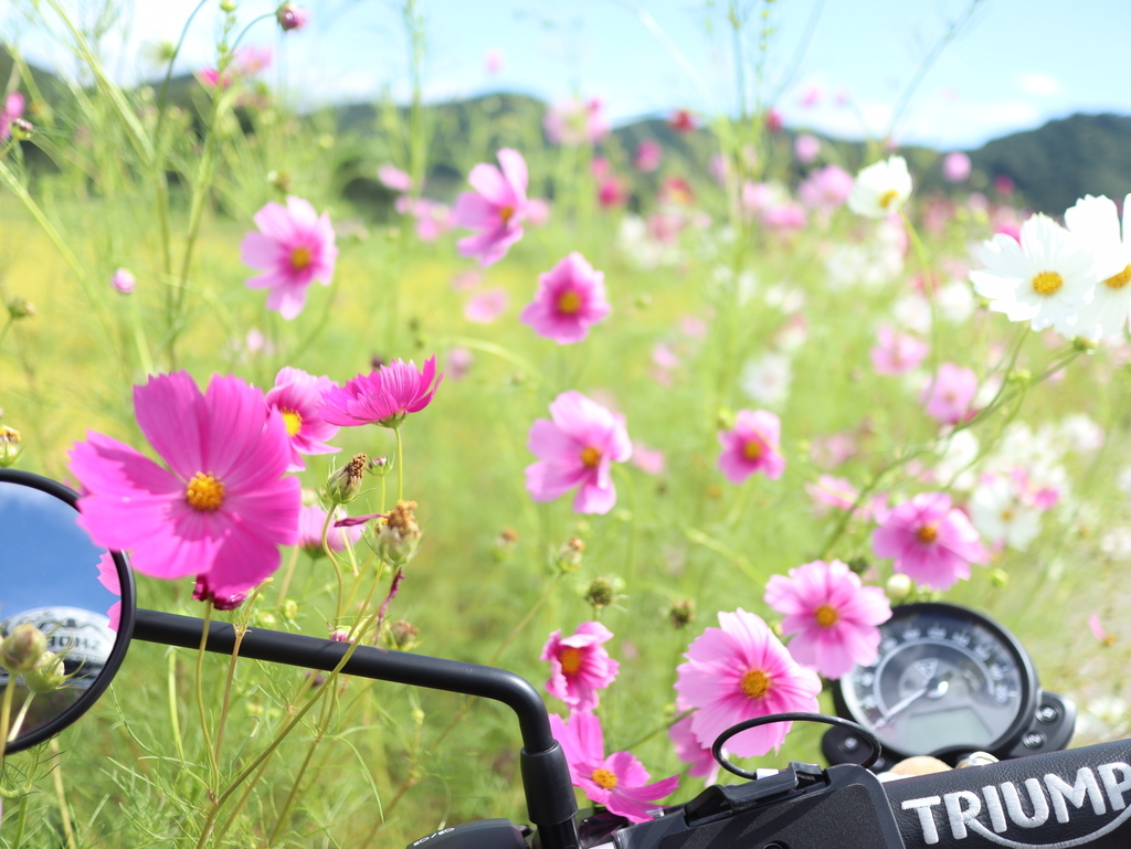 f:id:toiz_moto:20180913222710j:plain f:id:toiz_moto:20180913222710j:plain