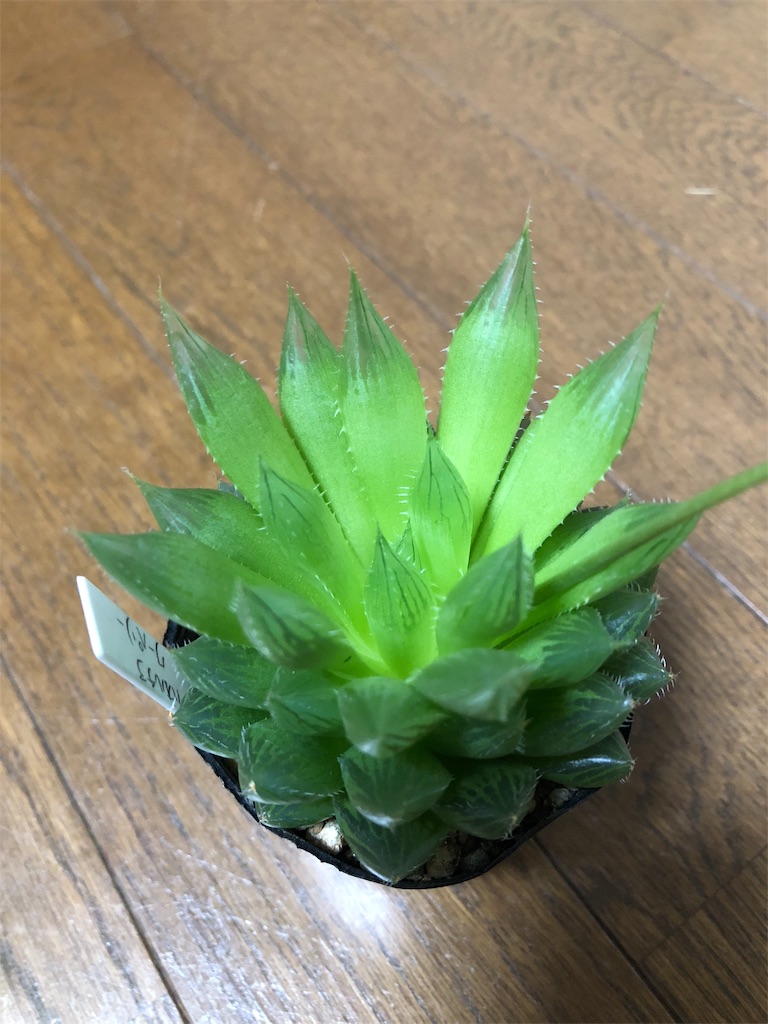 ハオルチアを徒長させちゃった話 植物と工作とときどきイモリ