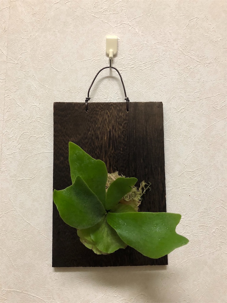 f:id:toka2287:20190601102714j:image f:id:toka2287:20190601102714j:image