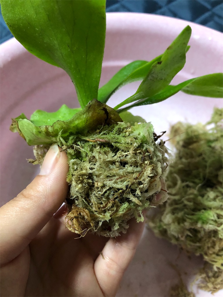 f:id:toka2287:20190601102925j:image f:id:toka2287:20190601102925j:image