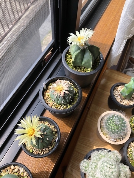 サボテンが3つ同時開花しました 植物と工作とときどきイモリ サボテンが3つ同時開花しました 植物と工作とときどきイモリ