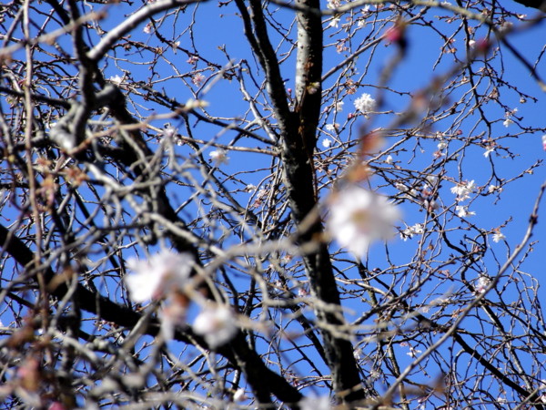 f:id:tokagex:20081130140347j:image