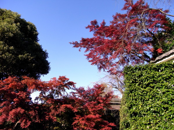 f:id:tokagex:20081130140508j:image