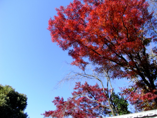 f:id:tokagex:20081130140530j:image