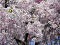 20090419110540