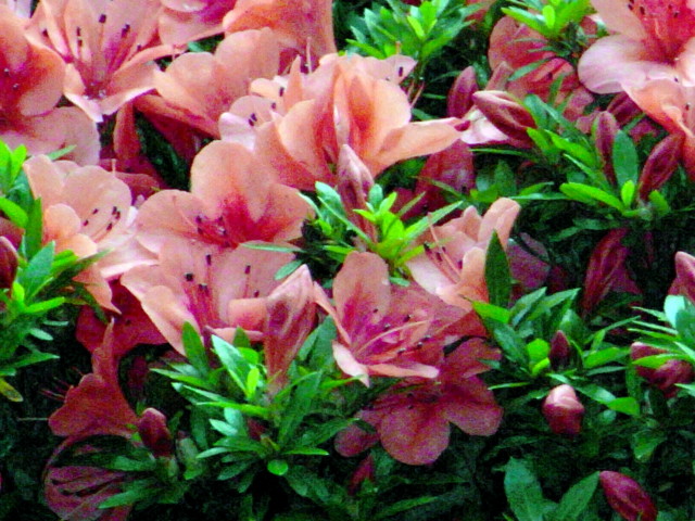 f:id:tokagex:20090614153550j:image