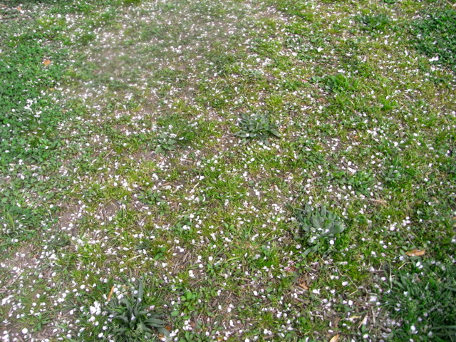 f:id:tokagex:20110410023139j:image f:id:tokagex:20110410023139j:image