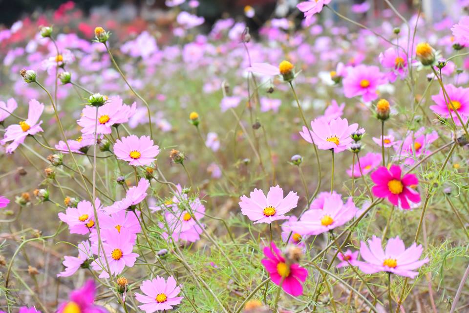 f:id:tokaitoinakanoaida:20161205142139j:plain f:id:tokaitoinakanoaida:20161205142139j:plain