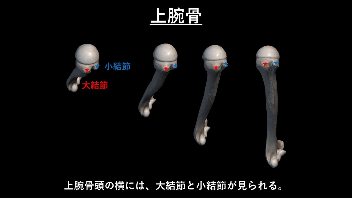 f:id:tokamix:20201129104217j:plain