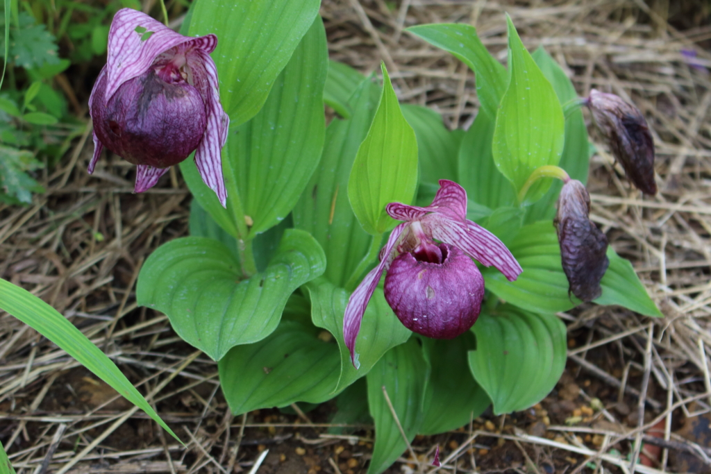 f:id:tokatsukun:20160721003754j:plain