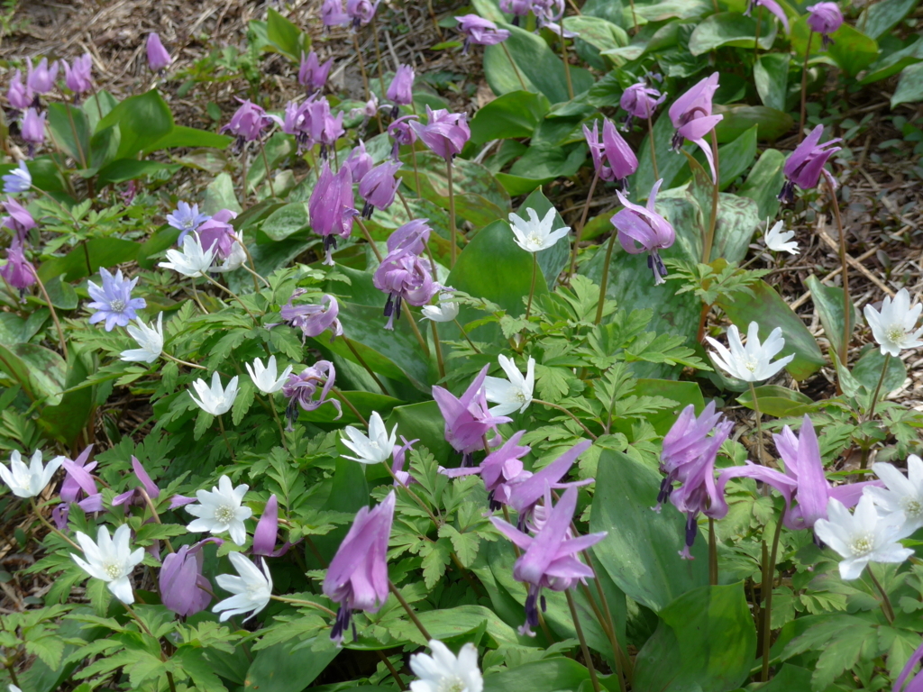 f:id:tokatsukun:20180530173013j:plain