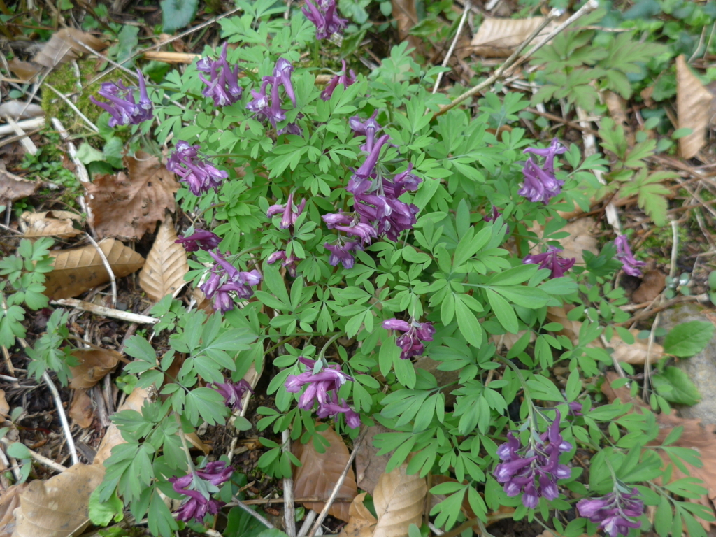 f:id:tokatsukun:20180530173035j:plain